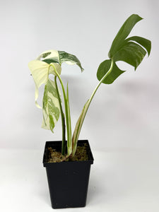 Monstera Deliciosa Albo Variegated F