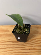 Load image into Gallery viewer, 8. Hoya Kerrii Splash