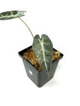 Load image into Gallery viewer, Alocasia Bambino Pink Variegated F