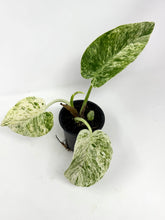 Load image into Gallery viewer, Philodendron Giganteum Blizzard