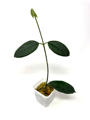 Hoya Hamiltoniorum