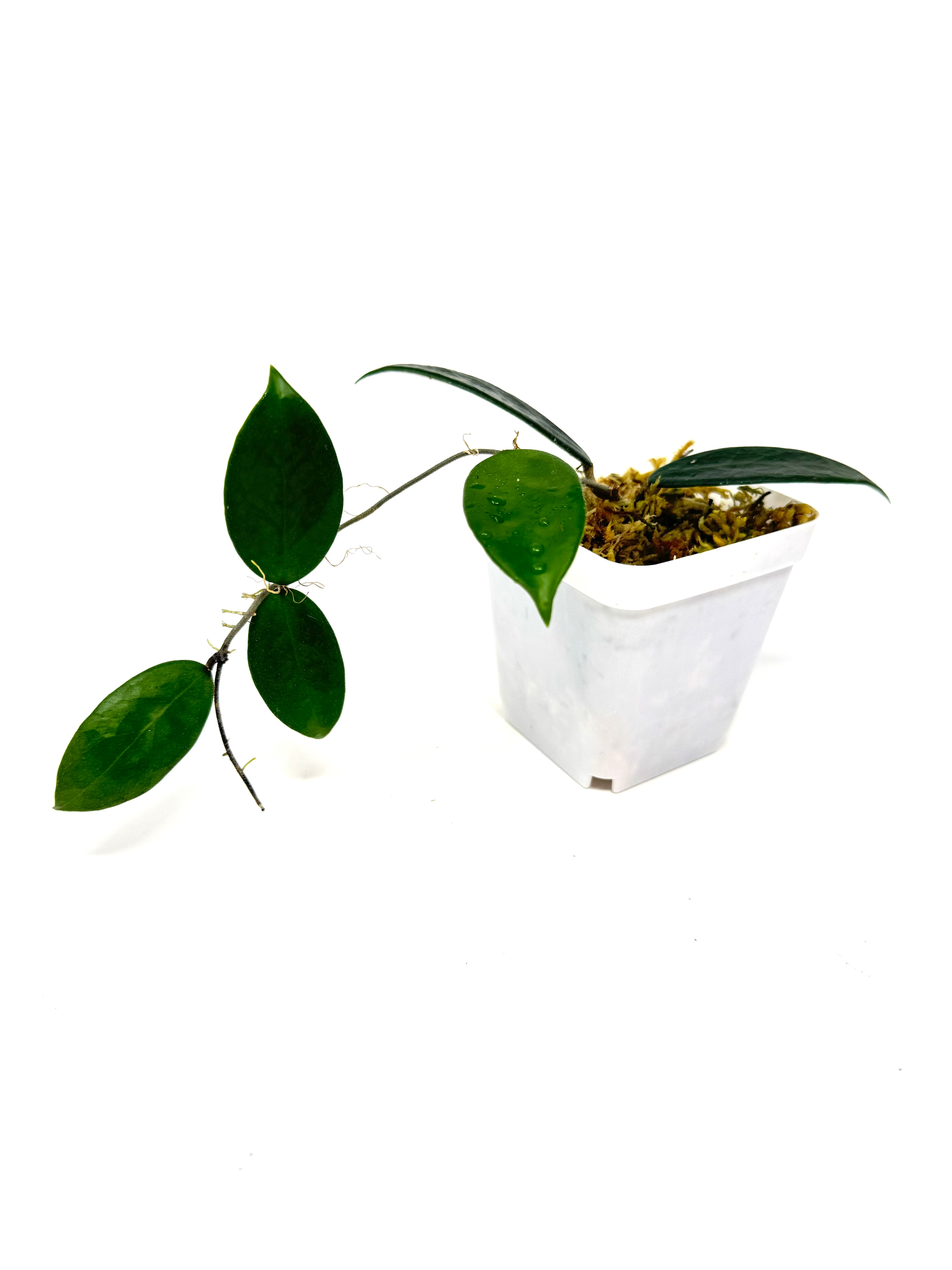 Hoya Vangviengiensis – Planthaven Toronto