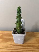 Load image into Gallery viewer, 2. ‘Boobie Cactus’- Ships within Canada only