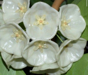 Hoya Danumensis