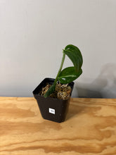 Load image into Gallery viewer, 95. Monstera Standleyana Albo Variegated