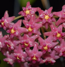 Load image into Gallery viewer, Hoya Glabra Schlecter