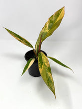 Load image into Gallery viewer, Philodendron Caramel Marble 4”