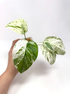 Epipremnum Pinnatum 'Marble' Variegated