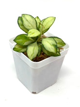 Load image into Gallery viewer, Hoya Heuschkeliana Inner Variegated