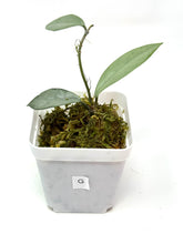 Load image into Gallery viewer, Hoya Wilbur Graves Silver G