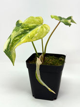 Load image into Gallery viewer, Philodendron Gloriosum Variegated E