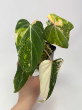 Load image into Gallery viewer, Philodendron Gloriosum Variegated A