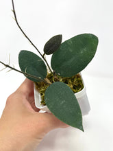 Load image into Gallery viewer, Hoya Caudata &#39;Sumatra&#39;