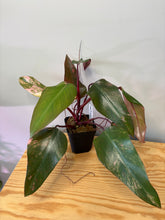 Load image into Gallery viewer, 120. Philodendron Strawberry Shake