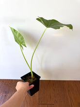 Load image into Gallery viewer, Alocasia Maccrorhiza Variegated A