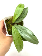 Load image into Gallery viewer, Hoya Pubicalyx Pink Silver Ghost C