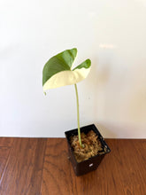 Load image into Gallery viewer, Alocasia Maccrorhiza Variegated D