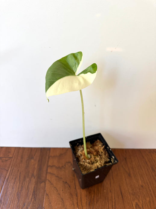 Alocasia Maccrorhiza Variegated D