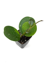 Load image into Gallery viewer, Hoya Obovata