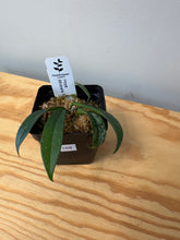 Load image into Gallery viewer, 168. Hoya Minibelle Splash