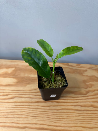 31. Hoya Multiflora White Margins Variegated