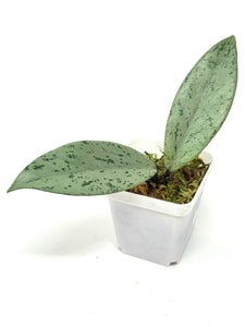 Hoya Pubicalyx Pink Silver Ghost D