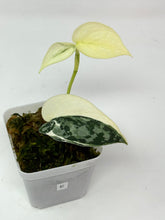 Load image into Gallery viewer, Scindapsus Mayari Variegated E
