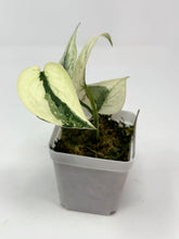 Load image into Gallery viewer, Scindapsus Mayari Variegated G