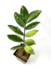 Load image into Gallery viewer, Zamioculcas Zamiifolia Variegated “ZZ” E