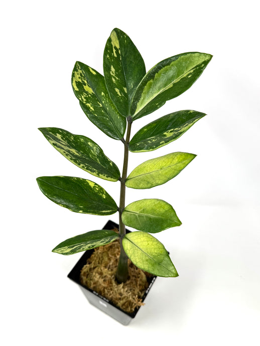 Zamioculcas Zamiifolia Variegated “ZZ” E