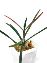 Load image into Gallery viewer, Hoya Insularis