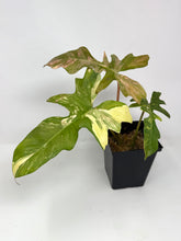 Load image into Gallery viewer, Philodendron Florida Beauty x Mayoi