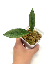 Load image into Gallery viewer, Hoya AH-074