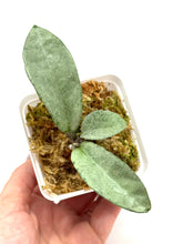Load image into Gallery viewer, Hoya Carnosa ‘Grey Ghost’