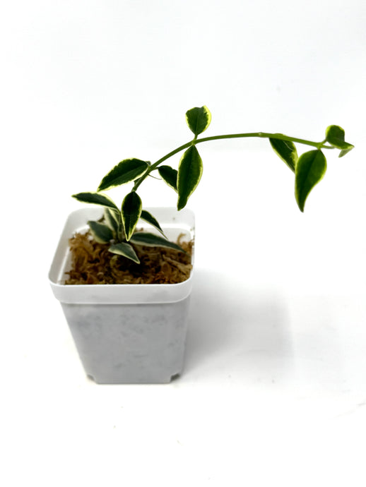 Hoya Bella Albo Variegated