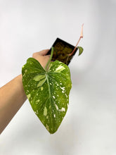 Load image into Gallery viewer, Philodendron Gloriosum Variegated B