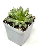 Load image into Gallery viewer, Haworthia Hanabi Variegated (Ships within Canada only)