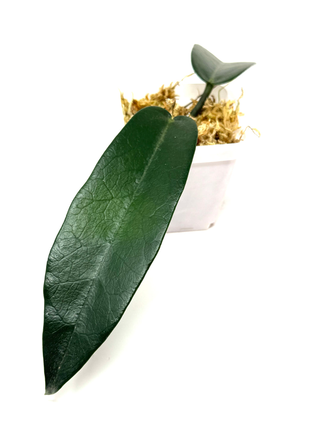 Hoya Stenaokei
