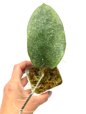 Hoya Glabra Silver C