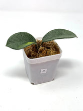 Load image into Gallery viewer, Hoya Carnosa ‘Argentea Princess’ D