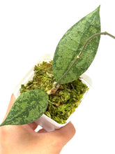 Load image into Gallery viewer, Hoya Lambii Silver B