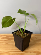 Load image into Gallery viewer, 89. Monstera Deliciosa Aurea Variegated