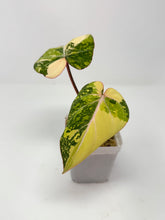 Load image into Gallery viewer, Philodendron Gloriosum Variegated A