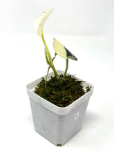 Load image into Gallery viewer, Scindapsus Mayari Variegated B