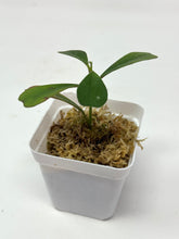 Load image into Gallery viewer, Hoya Manipurensis