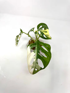 Monstera Adansonii Variegated H