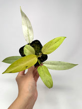 Load image into Gallery viewer, Philodendron Whipple Way E