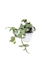 Load image into Gallery viewer, Hoya Lacunosa Super Silver (Hanging Basket)