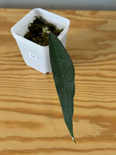 Load image into Gallery viewer, 164. Hoya Clemensiorum