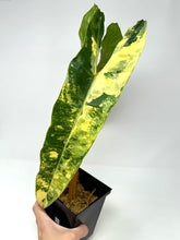 Load image into Gallery viewer, Philodendron Billietiae Variegated C